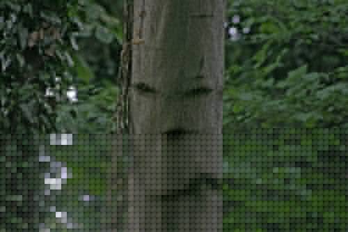 angry tree